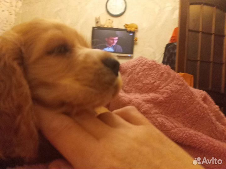 Щенки Английского Кокер спаниеля