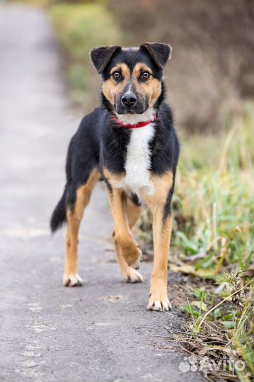 Спасите Рона