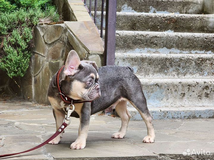 Лиловый парень