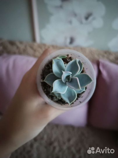 Эхеверия суккулент