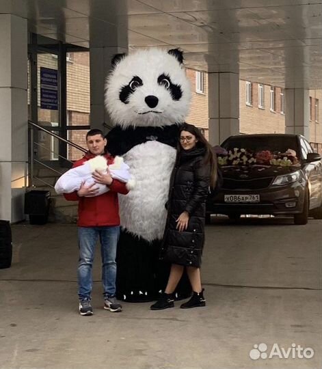 Мишка панда 2,60 м «живая открытка»