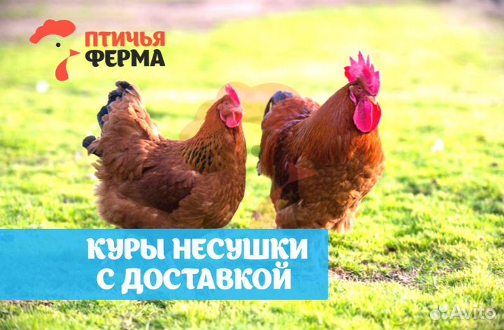 Куры несушки