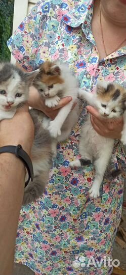Трехцветные котята в добрые руки