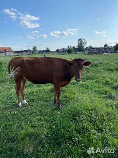 Стельная тёлка Суксунский породы