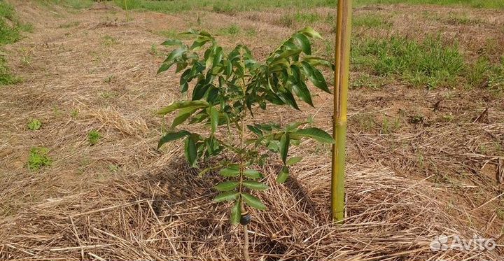 Саженцы ореха пекан