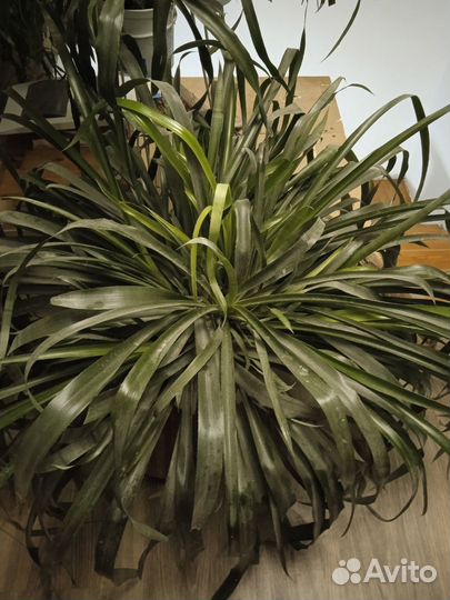 Комнатные цветы кливия и другие цветы