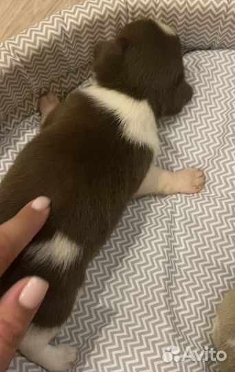 Щенки чихуахуа