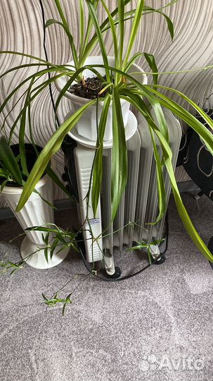 Хлороффитум