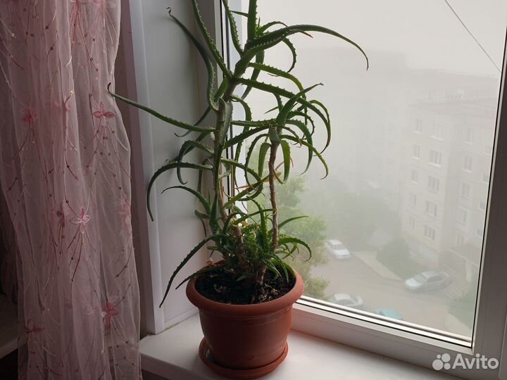 Комнатные растения