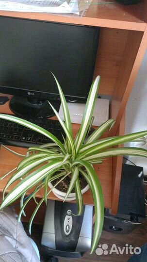 Хлорофитум