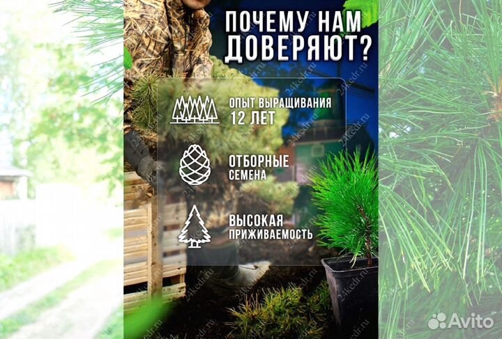 Саженцы кедра