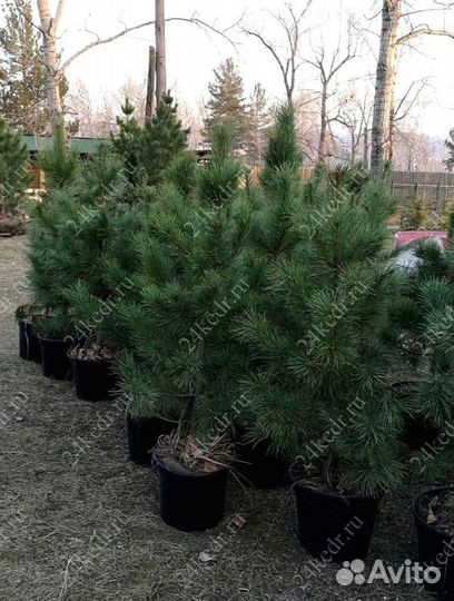 Сибирский кедр экстра класс. Саженцы