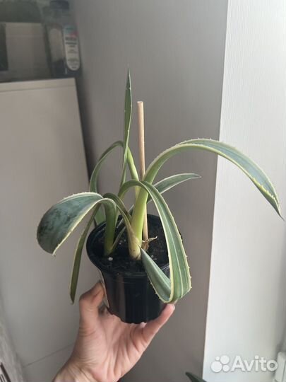 Пеперомия, церопегия вуда, агава