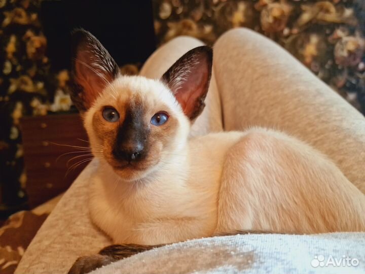 Ориентальный кот