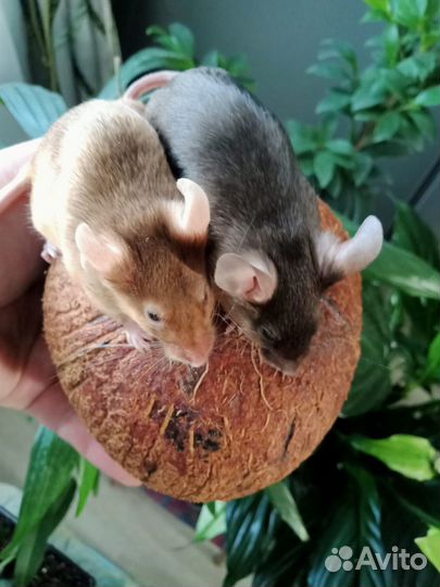 Сатиновые мышки