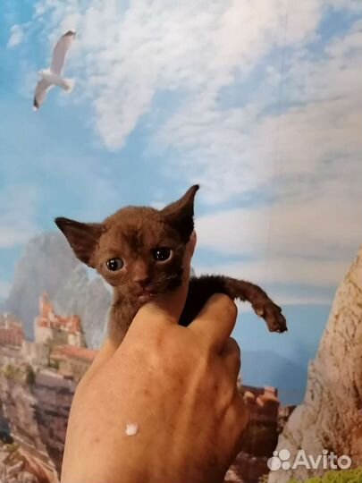 Котики девон рекс