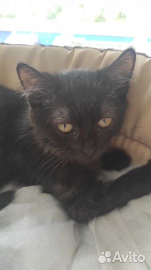 Котята в добрые руки девочки