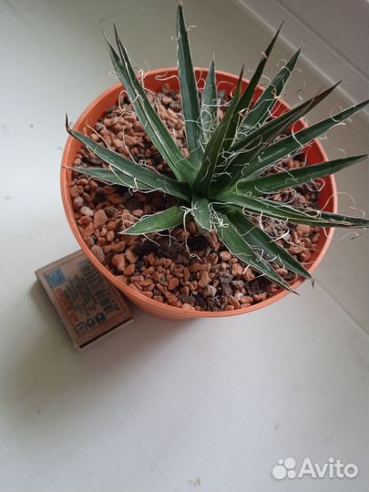 Редкая агава Филифера,доставка