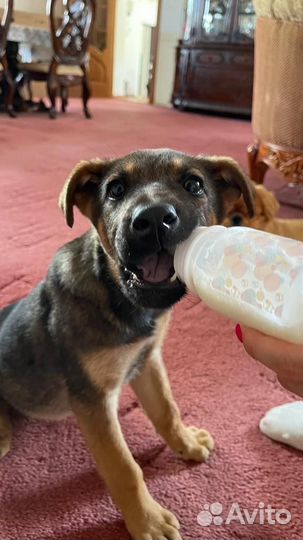 Отдам бесплатно щенок