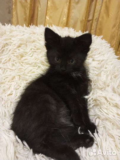 Котенок