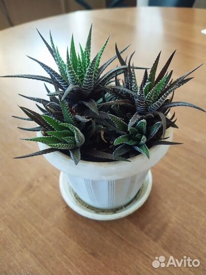 Хавортия жемчужная