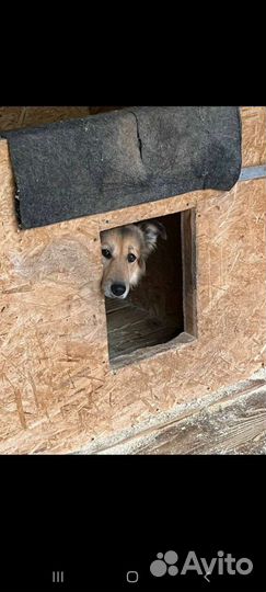 Скромная собака из приюта