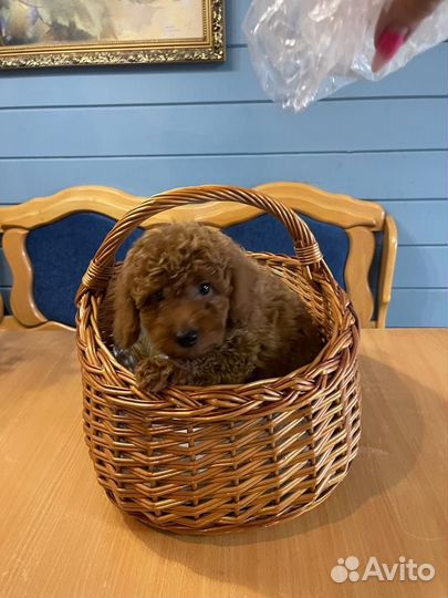 Мальтипу малышка ф2