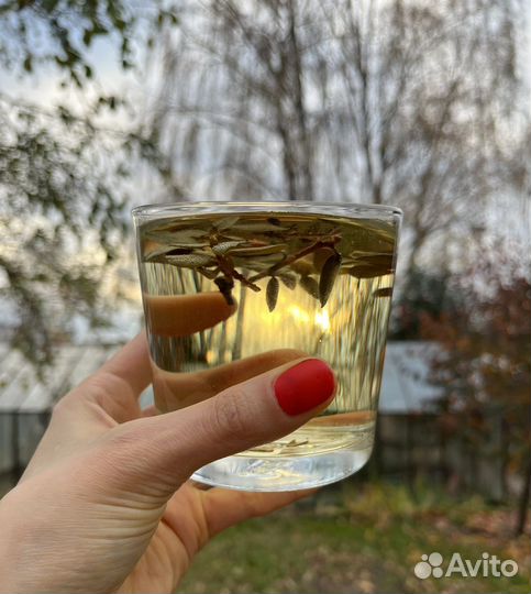 Сайган дайля