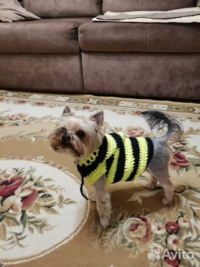 Одежда для собак