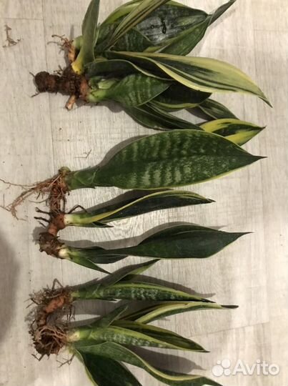 Сансевиерия Голден Флейм и Ханни Маргината