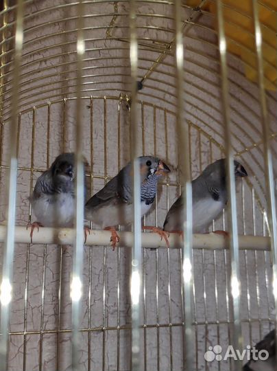 Птицы Амадины