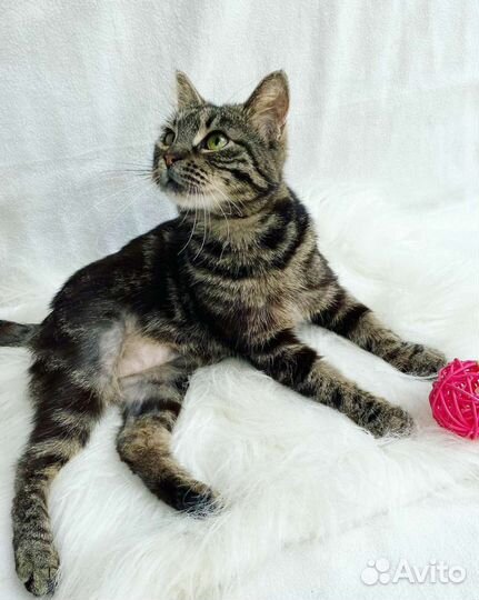 Европейская кошка в добрые руки