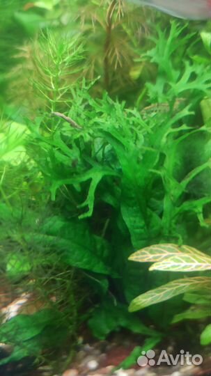 Аквариумное растение