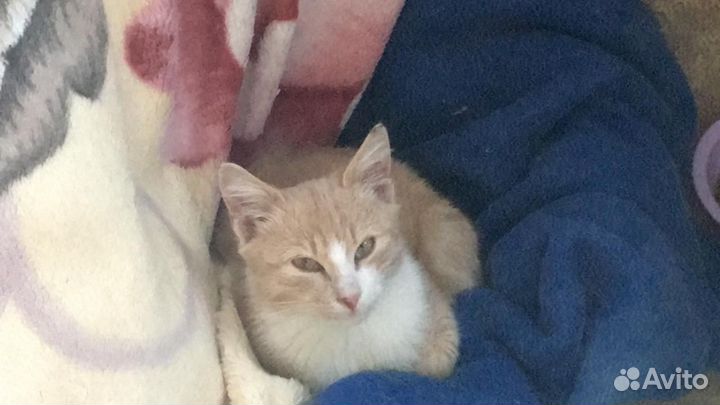 Отдам кота в добрые руки