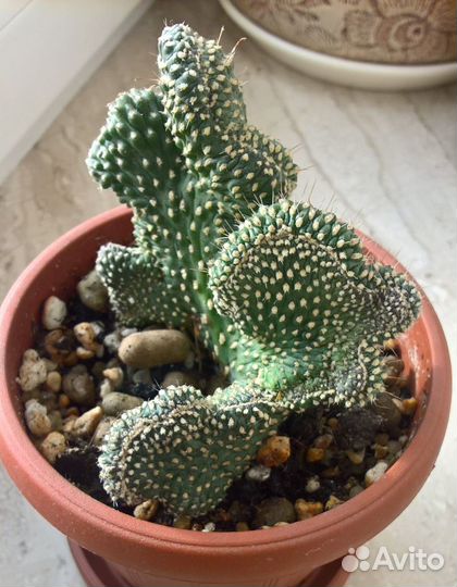 Опунция фульгида