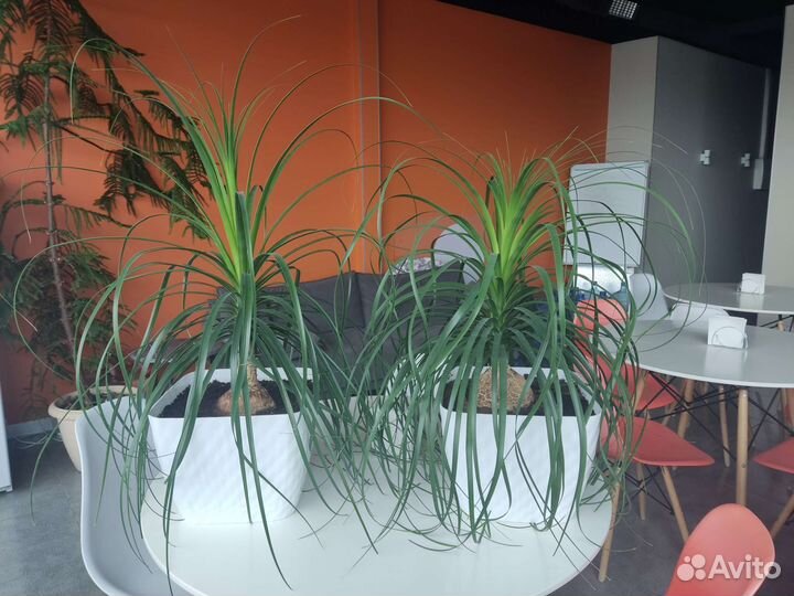 Бокарнея нолина, бутылочное дерево