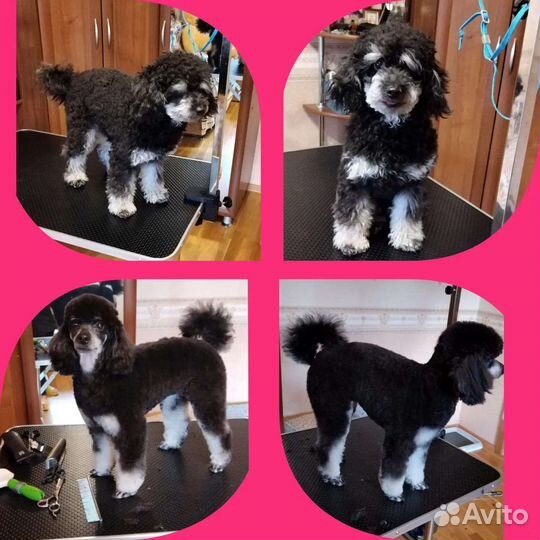 Груминг собак, Экспресс линька, Триминг