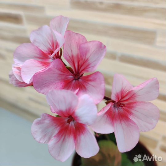 Герань пеларгония