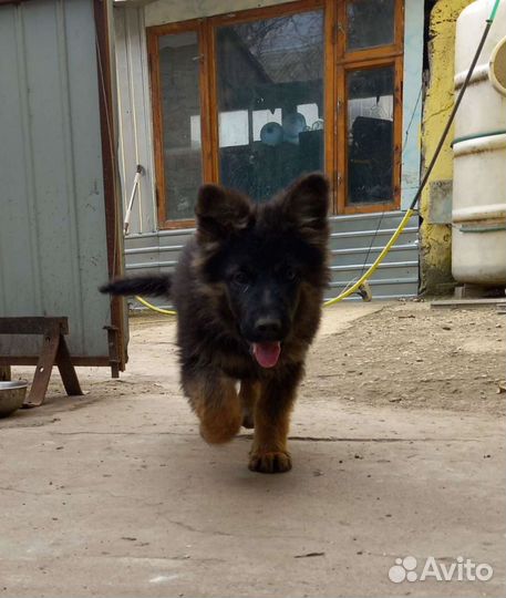 Щенки немецкой овчарки