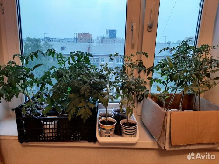 Рассада помидор