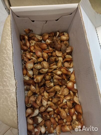 Луковицы тюльпанов