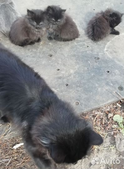 Котята в добрые руки