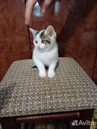 Котята крысоловы