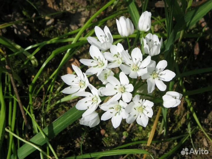 Лук декоративный луковицы сорт неаполитанский