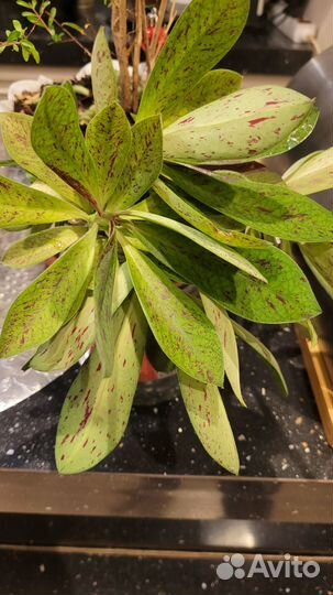 Синадениум Рубра Дерево Любви