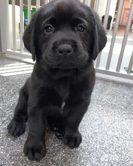 Щенки лабрадора