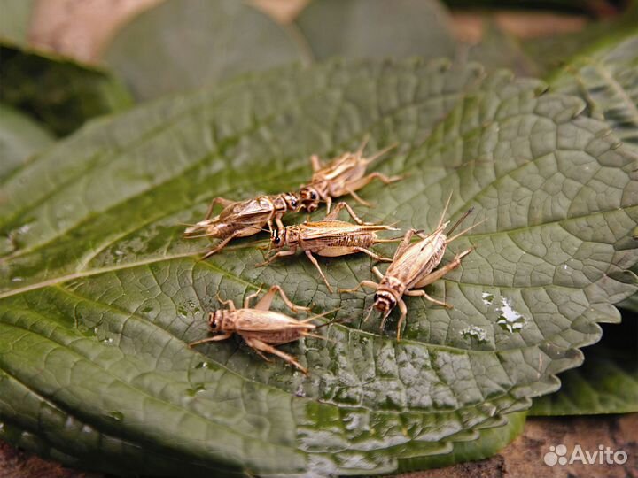 Сверчки домовые живые, корм для стрижей