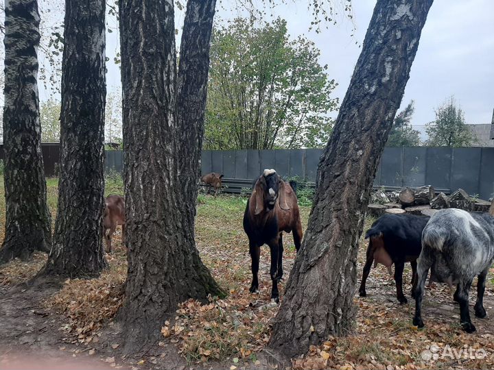 С/х животные