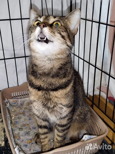 Кошечка Зося