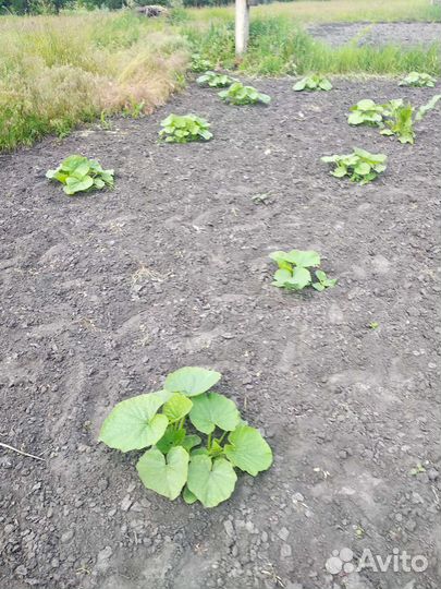 Семена тыквы